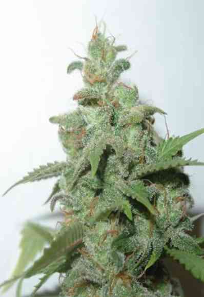 Caramella Seed > Homegrown Fantaseeds | Feminized Marijuana   |  hybrid